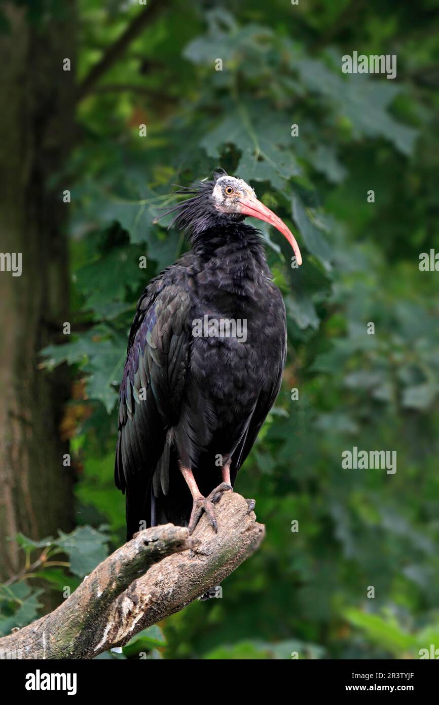 Bald Ibis, northern bald ibis (Geronticus eremita), Crested Ibis ...