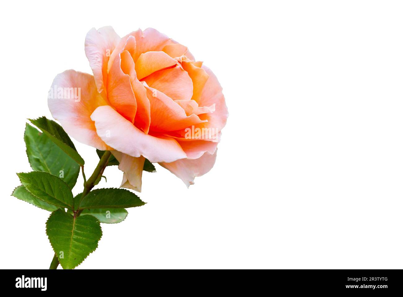 Beautiful rose flower hi-res stock photography and images - Alamy