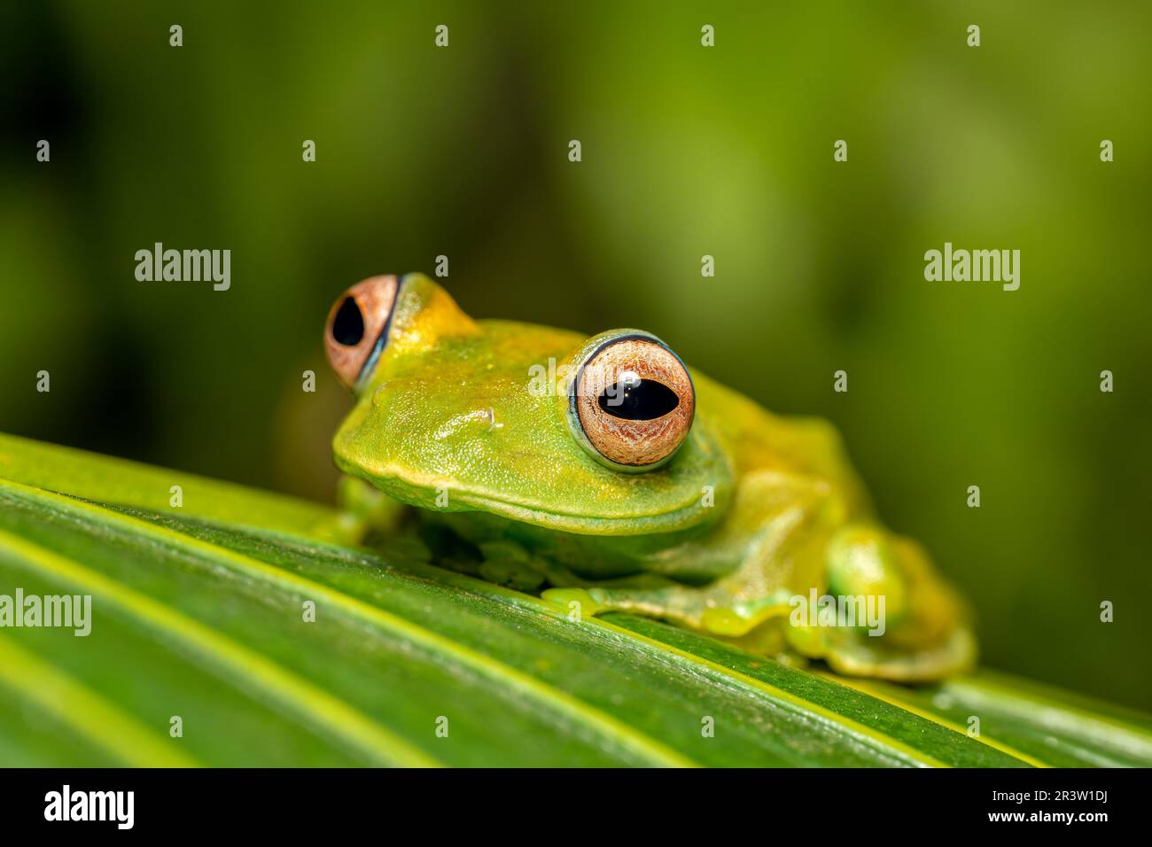 Boophis sibilans, frog from Ranomafana National Park, Madagascar wildlife Stock Photo