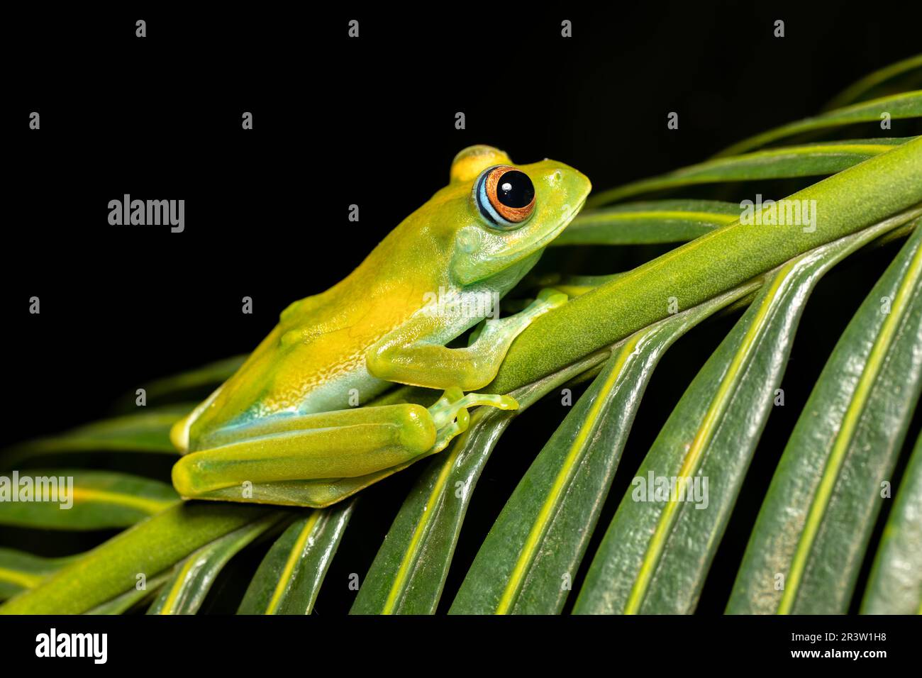 Boophis sibilans, frog from Ranomafana National Park, Madagascar wildlife Stock Photo