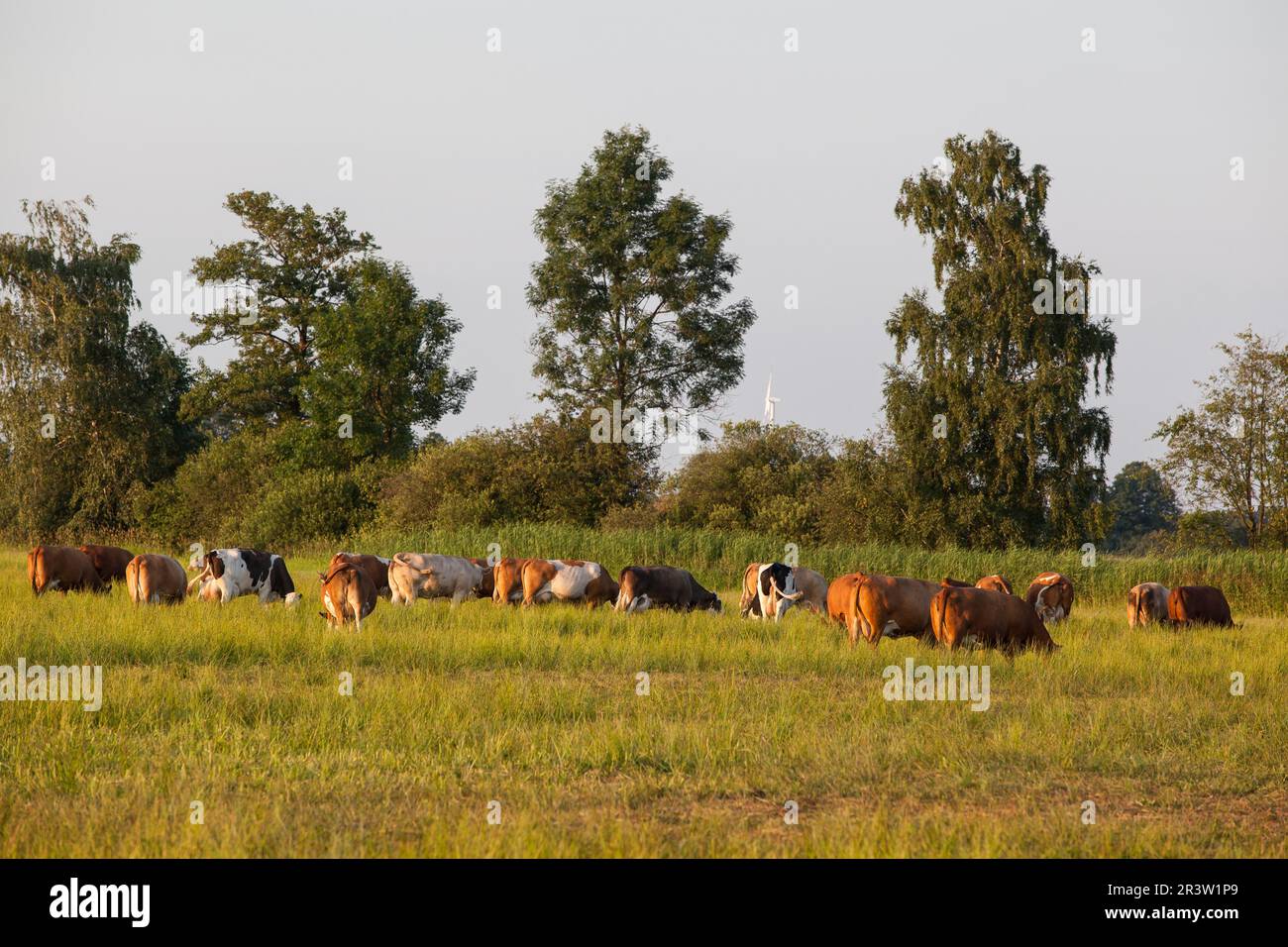Animal husbandry of cows on pasture Stock Photo