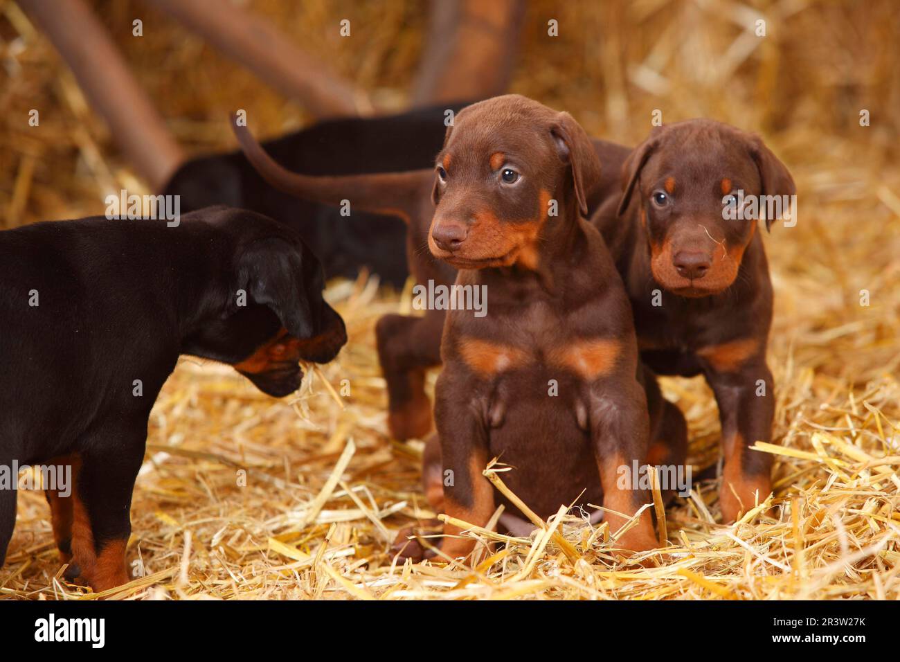 Doberman pinscher puppies hires stock photography