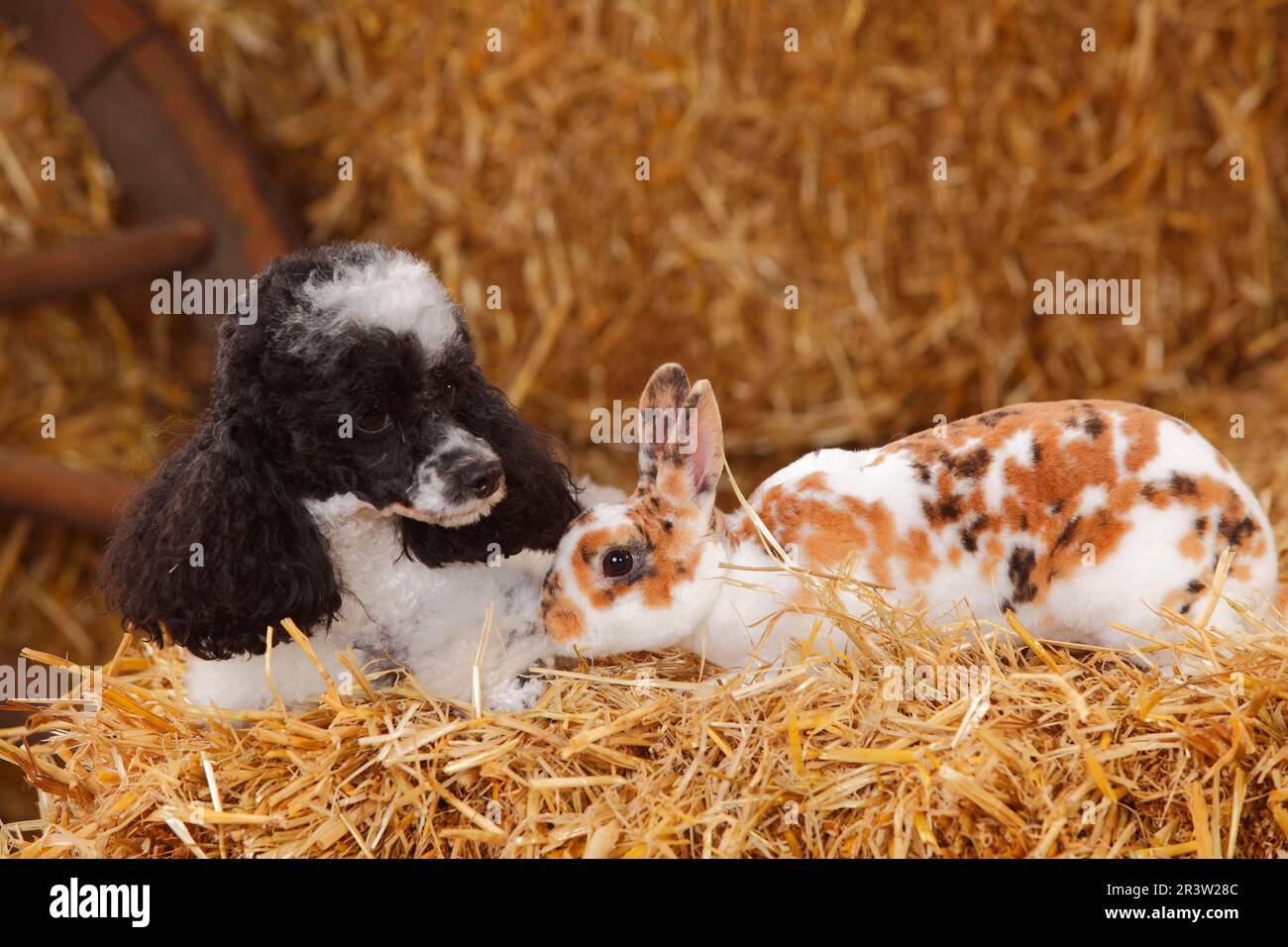 Toypoodle, Harlequin, Bitch, and Dwarf Rex Rabbit, Dalmatian Tricolour ...