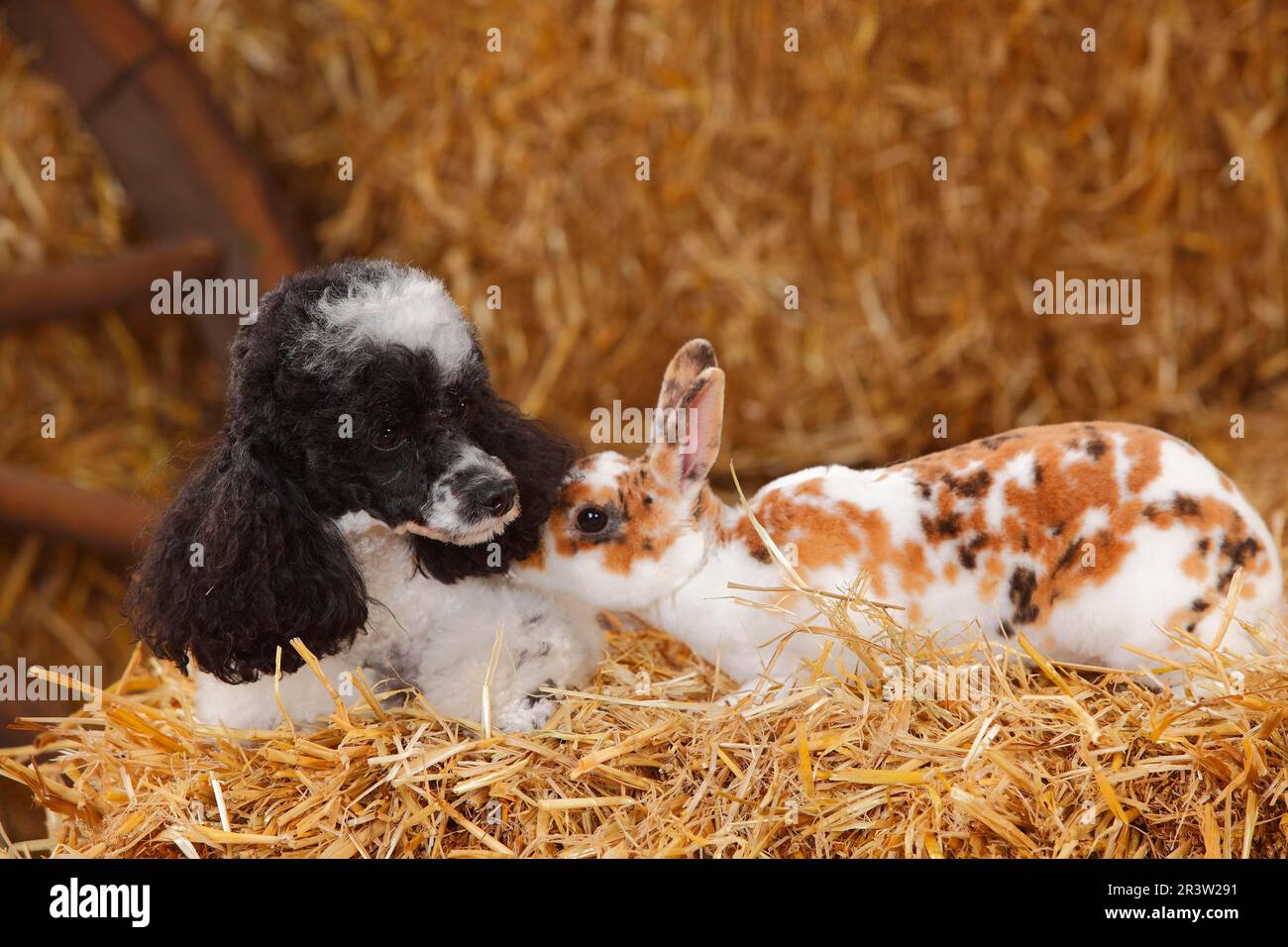 Toypoodle, Harlequin, Bitch, and Dwarf Rex Rabbit, Dalmatian Tricolour ...