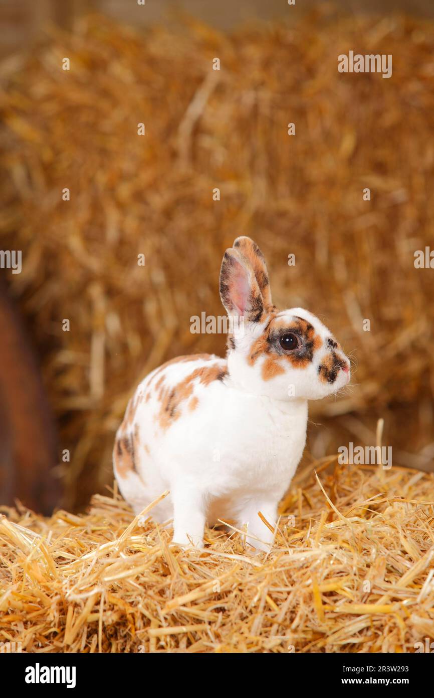 Dwarf Rex Rabbit, Dalmatian Tricolour, Domestic Rabbit, Dwarf Rex