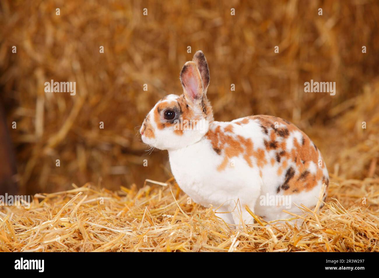 Dwarf Rex Rabbit, Dalmatian Tricolour, Domestic Rabbit, Dwarf Rex ...