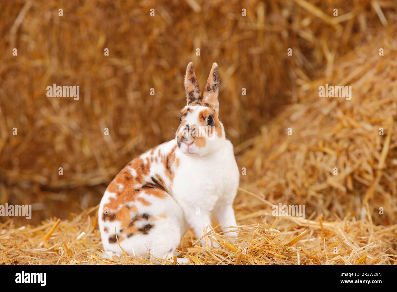 Dwarf Rex Rabbit, Dalmatian Tricolour, Domestic Rabbit, Dwarf Rex ...