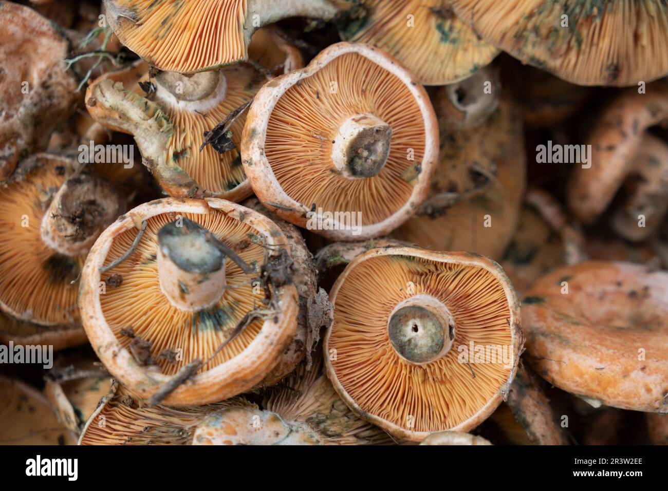 Edible mushroom of variety Esclata-Sang Stock Photo