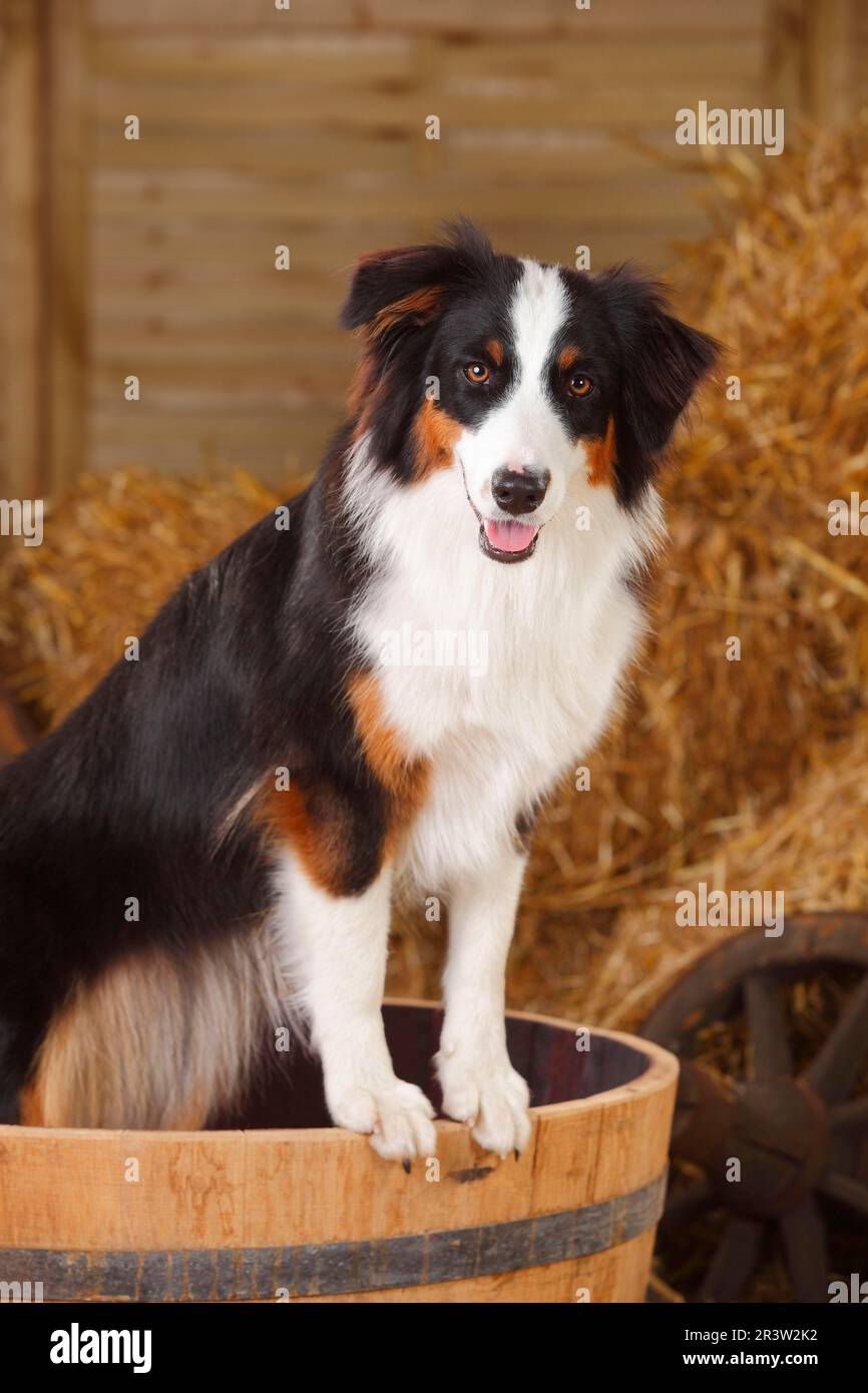 Australian Shepherd, female, black-tri, 10 months, young dog Stock Photo -  Alamy, image size:866x1390