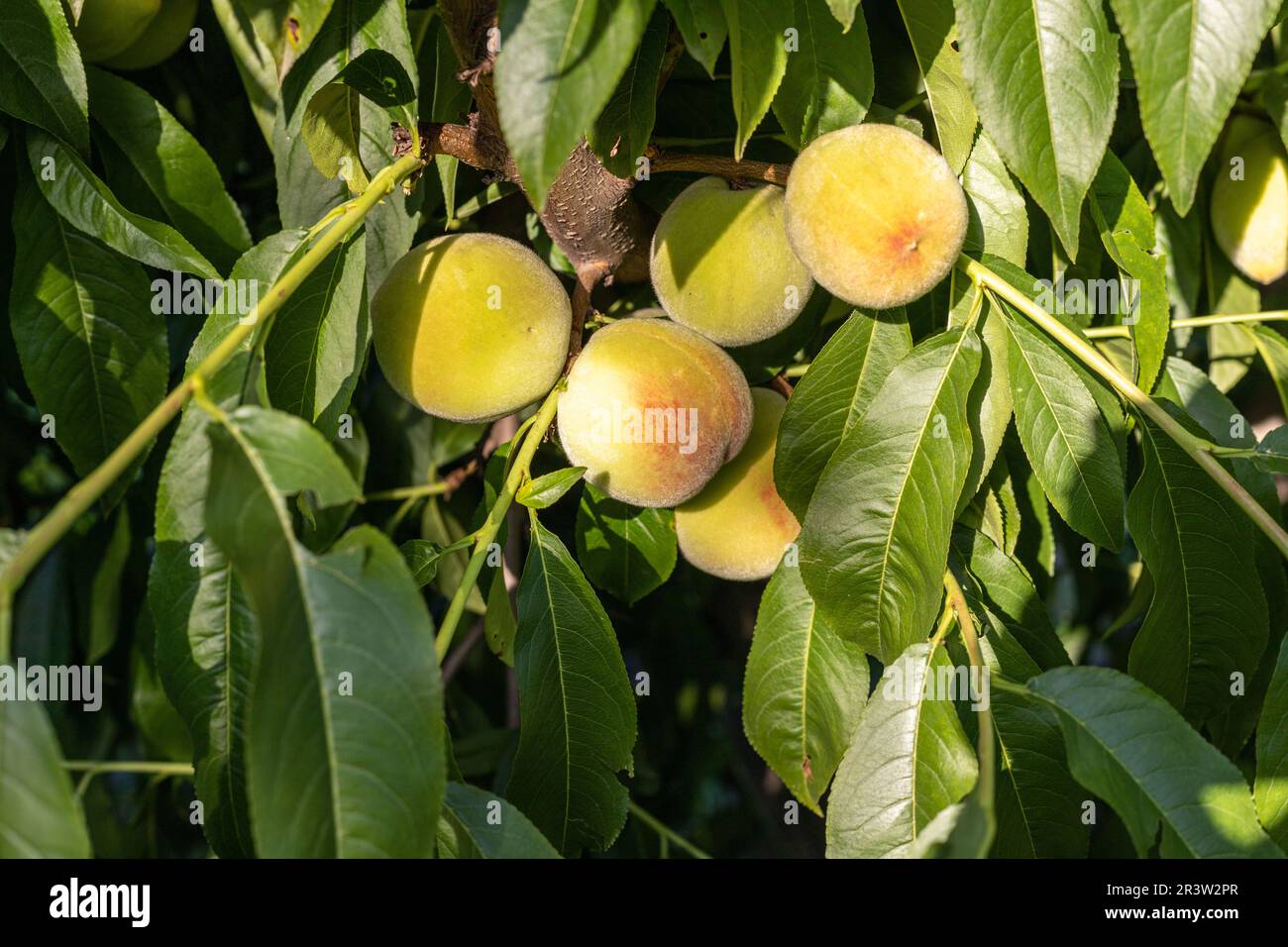 Ripening small peaches hanging on a peach tree branch Stock Photo Alamy