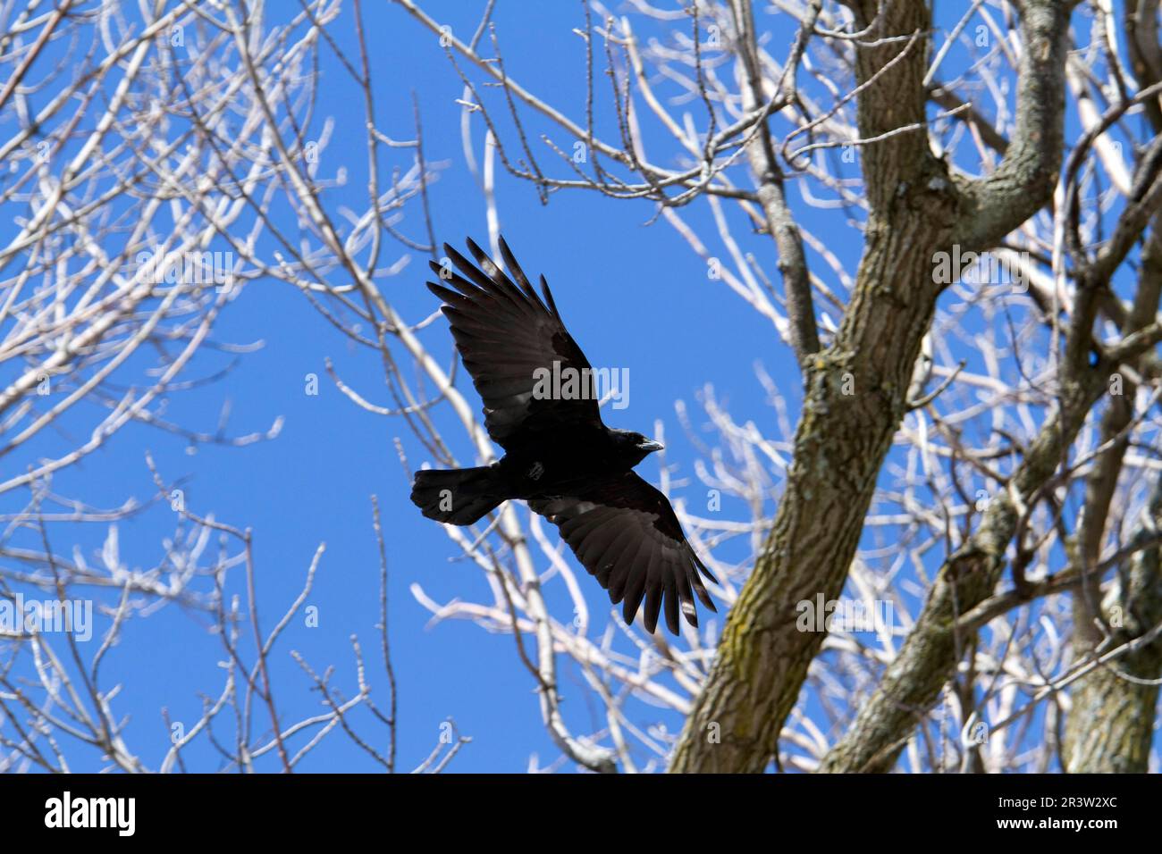 American crow (Corvus brachyrhynchos), Montreal botanical garden