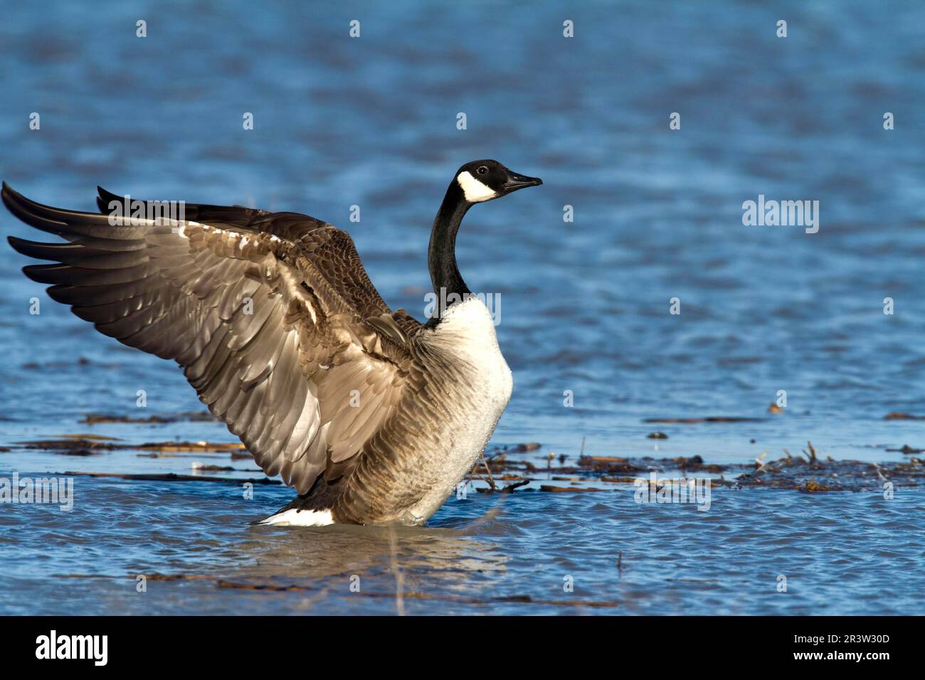 Canada goose clearance quebec city xt