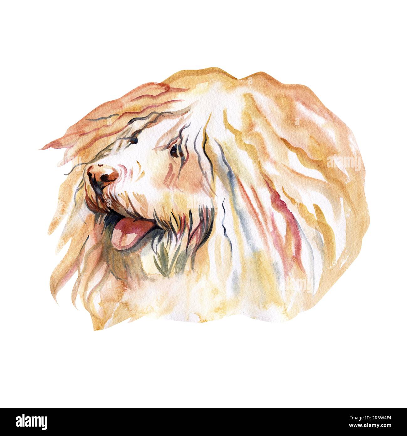 Watercolor Illustrated Portrait of Puli dog. Cute curly face of domestic dog. Stock Photo
