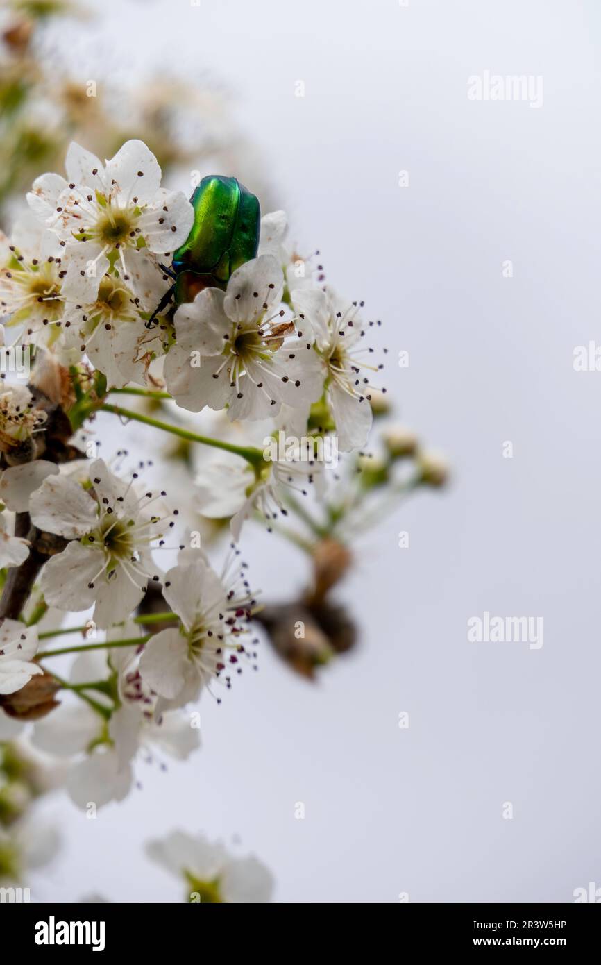 Metallic, shiny green copper beetle Protaetia cuprea close up on