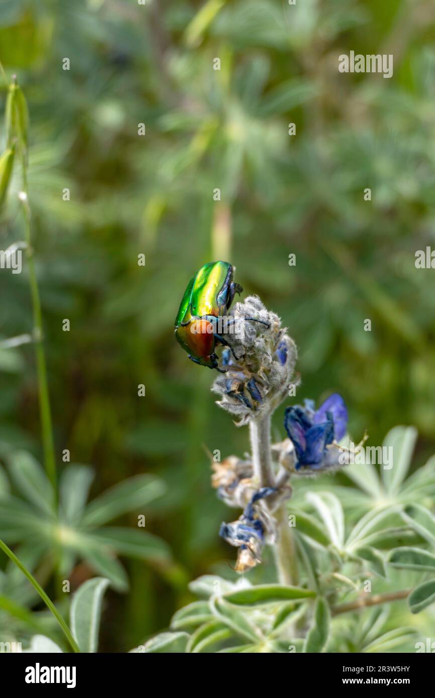 Metallic, shiny green copper beetle Protaetia cuprea close up on