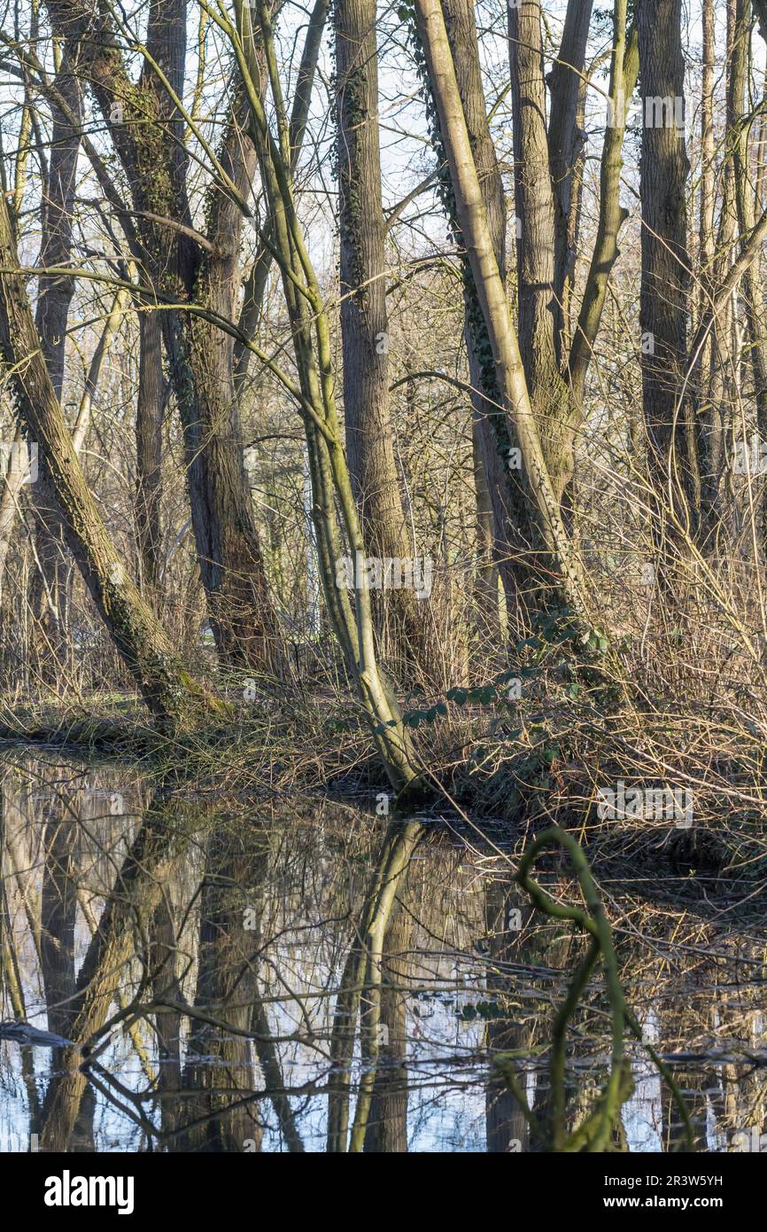 Bad Rothenfelde, Palsterkamp, reflection at the pond, Lower Saxony Stock Photo