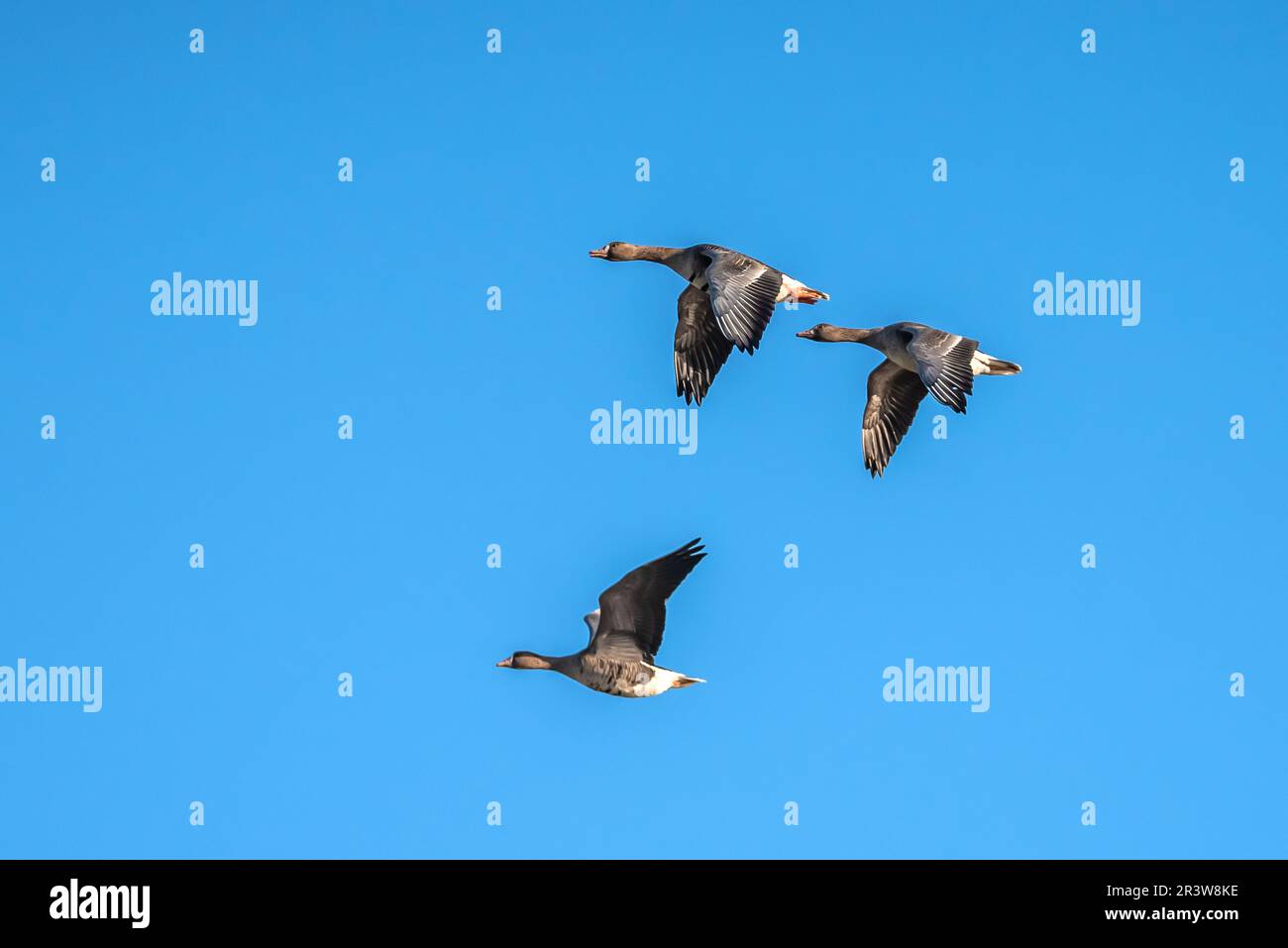Greylag geese Stock Photo