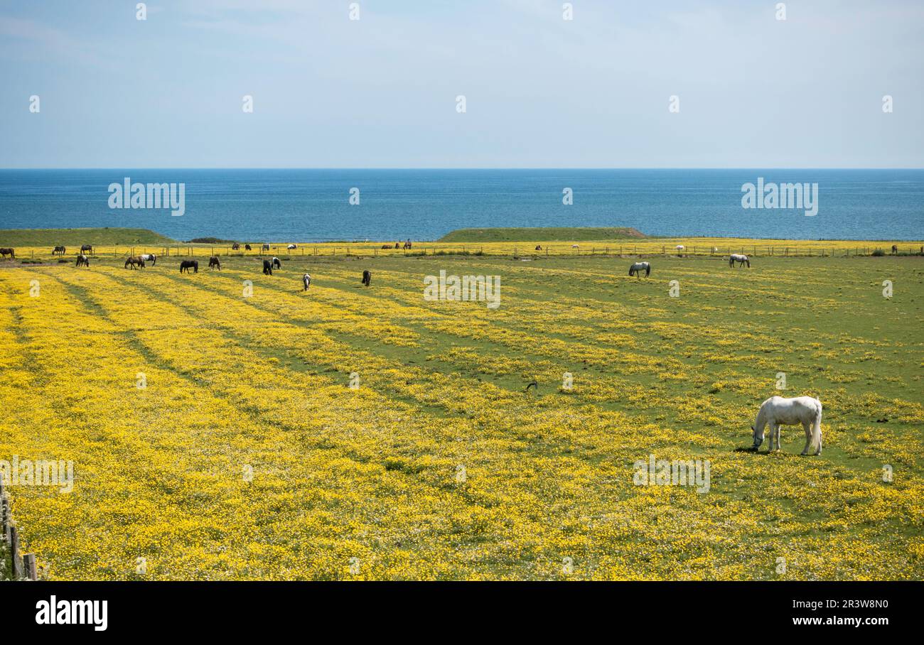 Horses grazing in a  field overlooking the North Sea in Whitburn, Tyne and Wear, England, UK Stock Photo