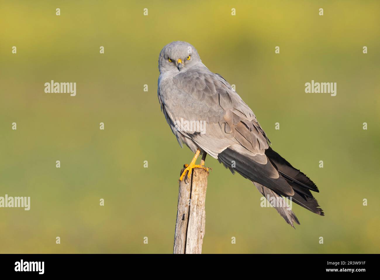 Montagu's Harrier (Circus pygargus), side view of an adult male perched on a post, Campania, Italy Stock Photo