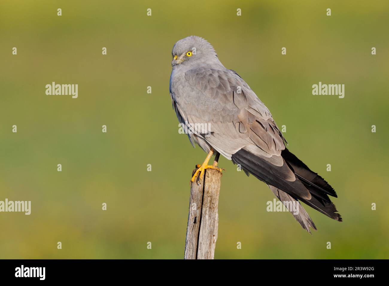Montagu's Harrier (Circus pygargus), side view of an adult male perched on a post, Campania, Italy Stock Photo