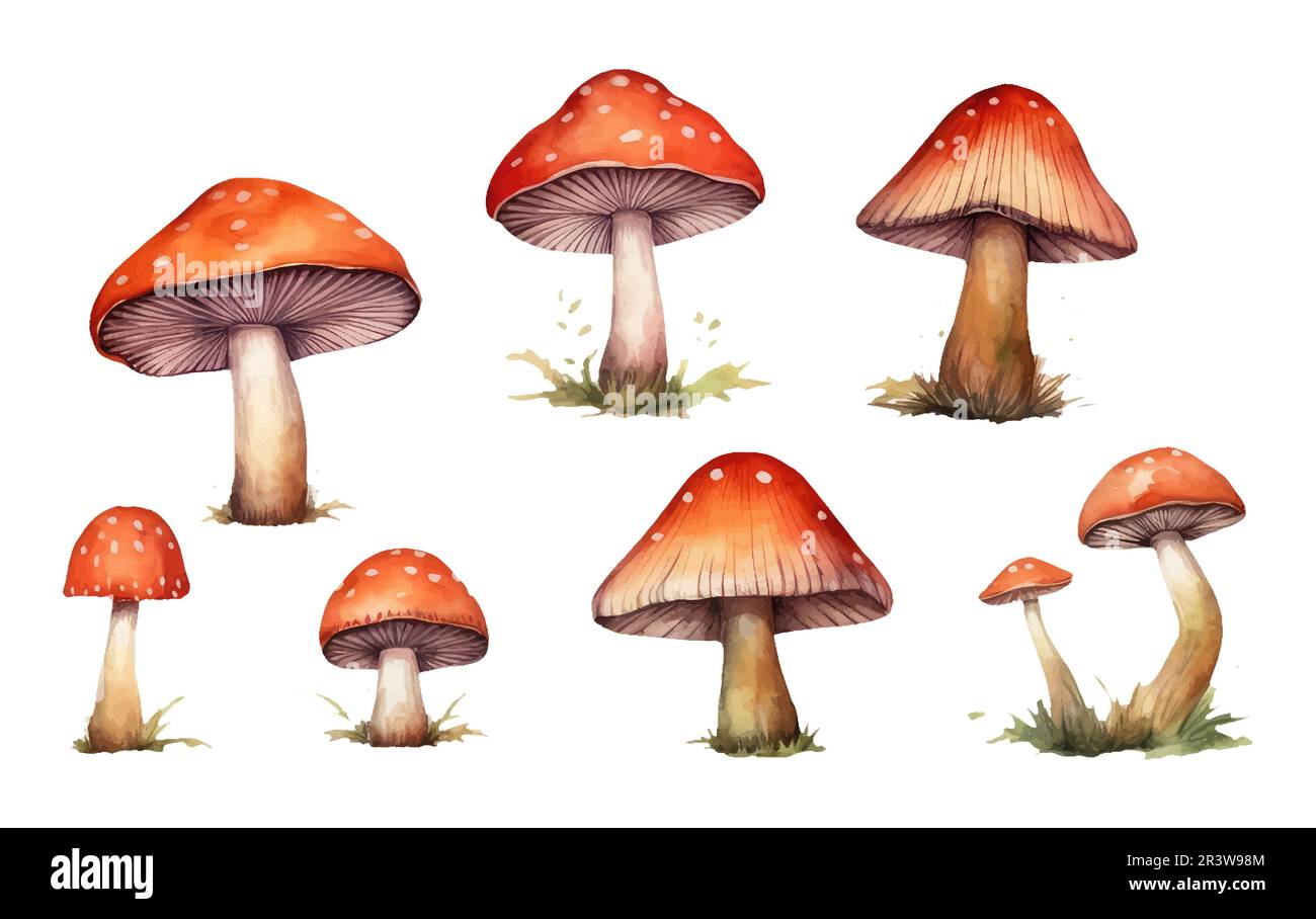 set vector illustration of forest red amanita isolated on white baclground cones acorns Stock Vector