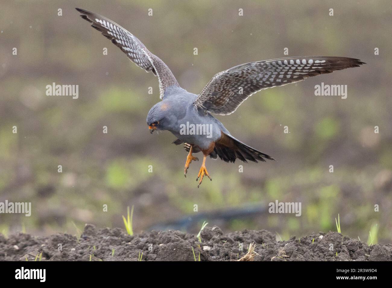 Red-footed Falcon (Falco vespertinus), side view of a 2nd cy male alighting on the ground, Campania, Italy Stock Photo
