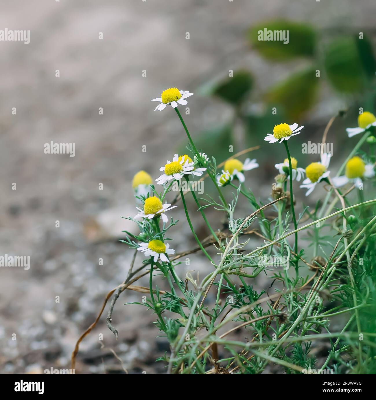 Herbs flowers in countryside hi-res stock photography and images - Alamy