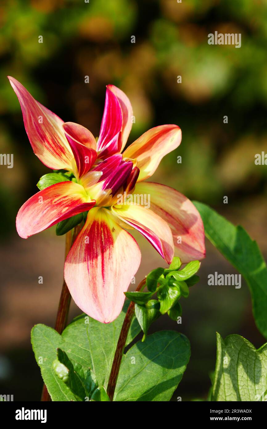 Water Lilies Dahlia, Happy Butterfly Stock Photo Alamy