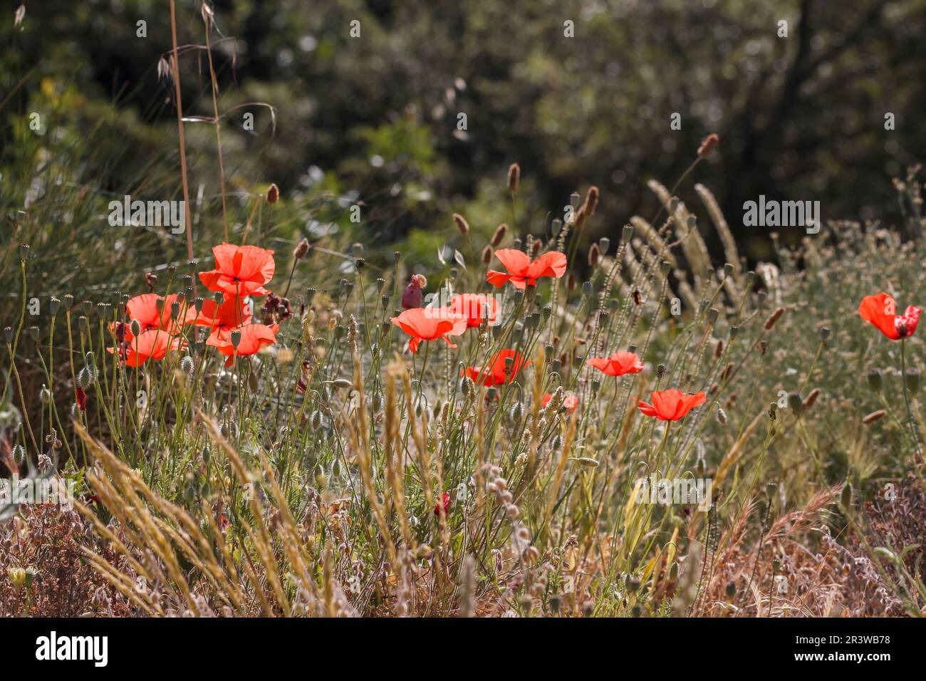 Poppies flanders field france hi-res stock photography and images - Alamy
