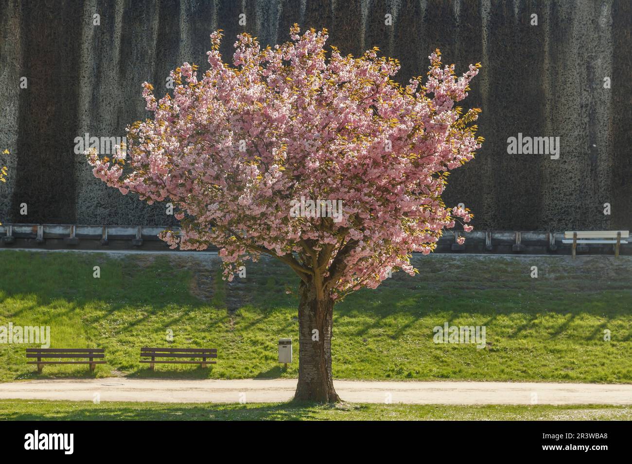 Japanischer Kirschbaum im Frühling, Bad Rothenfelde, Osnabrücker Land