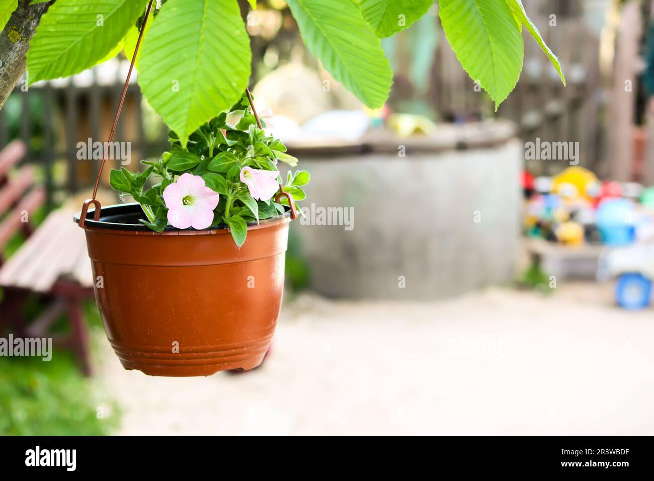 European bindweed plant. Creeping Jenny flowers in floral pot. Stock Photo