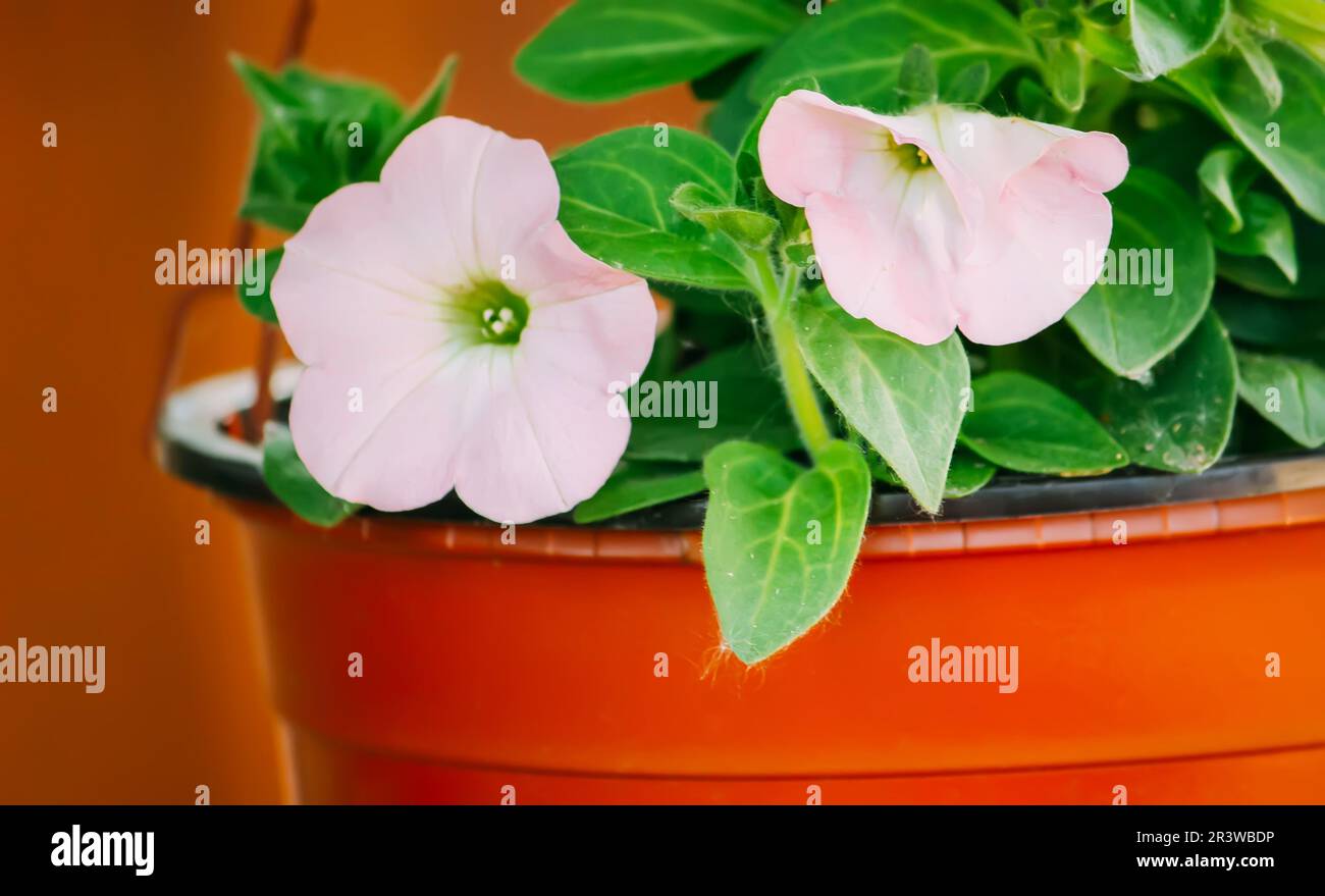 European bindweed plant. Creeping Jenny flowers in floral pot. Stock Photo