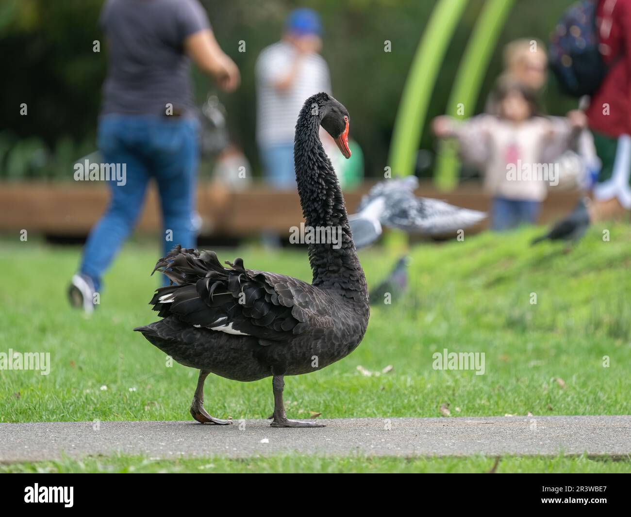 Black swan walking in the kid’s playground in Western Springs Park. Out-of-focus people in the background. Auckland. Stock Photo
