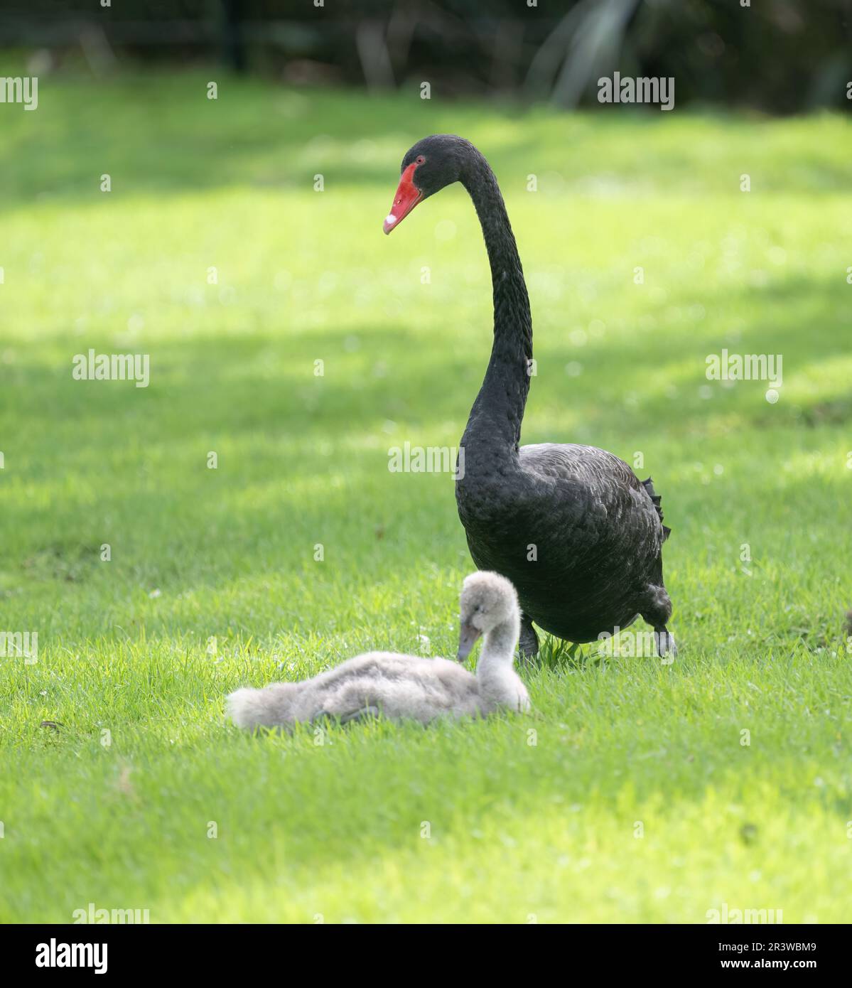 Black swan protecting her cygnet. Vertical format. Stock Photo
