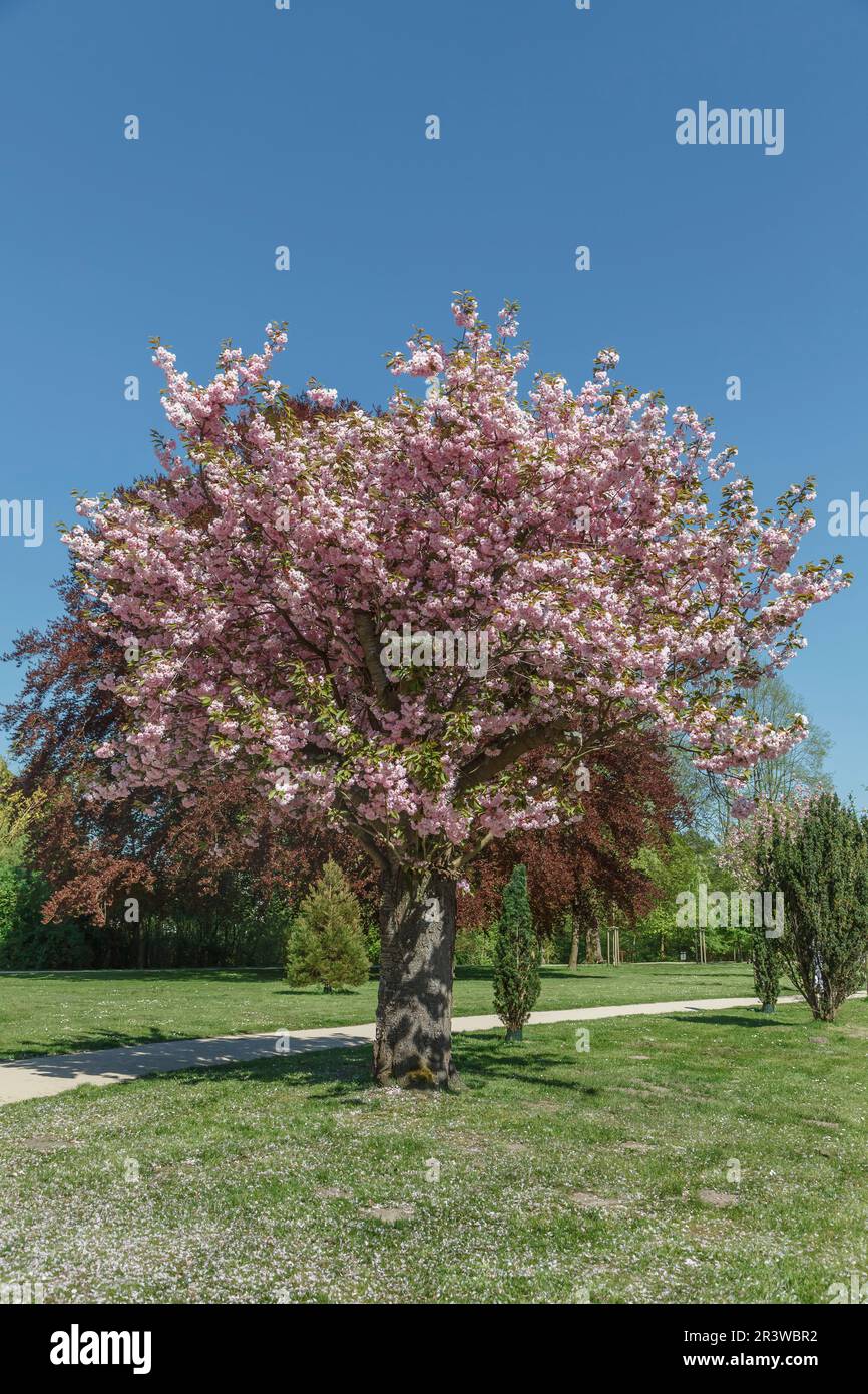 Japanese cherry tree in spring, Bad Rothenfelde, Lower Saxony Stock Photo