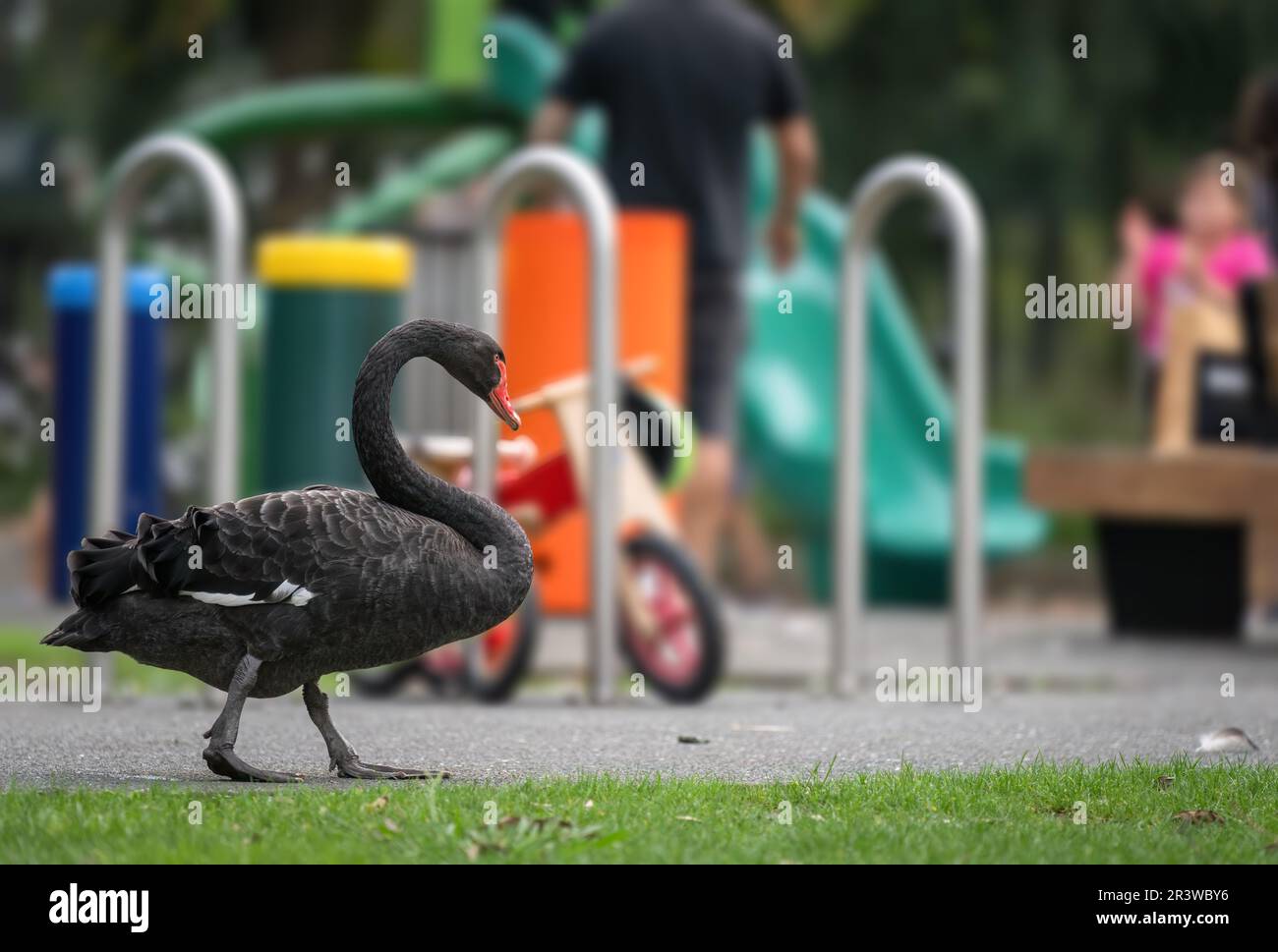 Black swan walking in the kid’s playground in Western Springs Park. Out-of-focus people and slides in the background. Auckland. Stock Photo