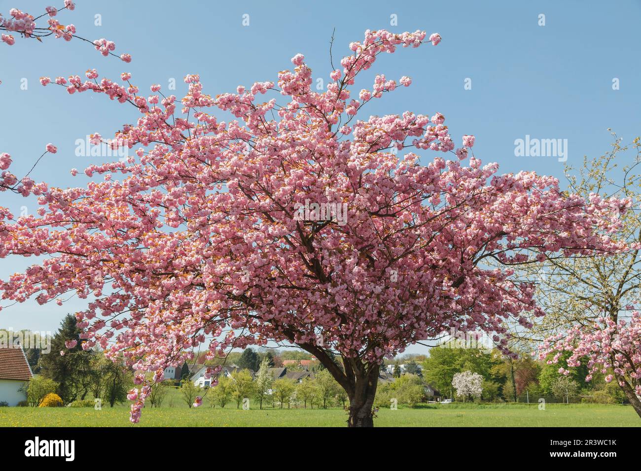 Japanese cherry tree in spring, Bad Rothenfelde, Lower Saxony Stock Photo