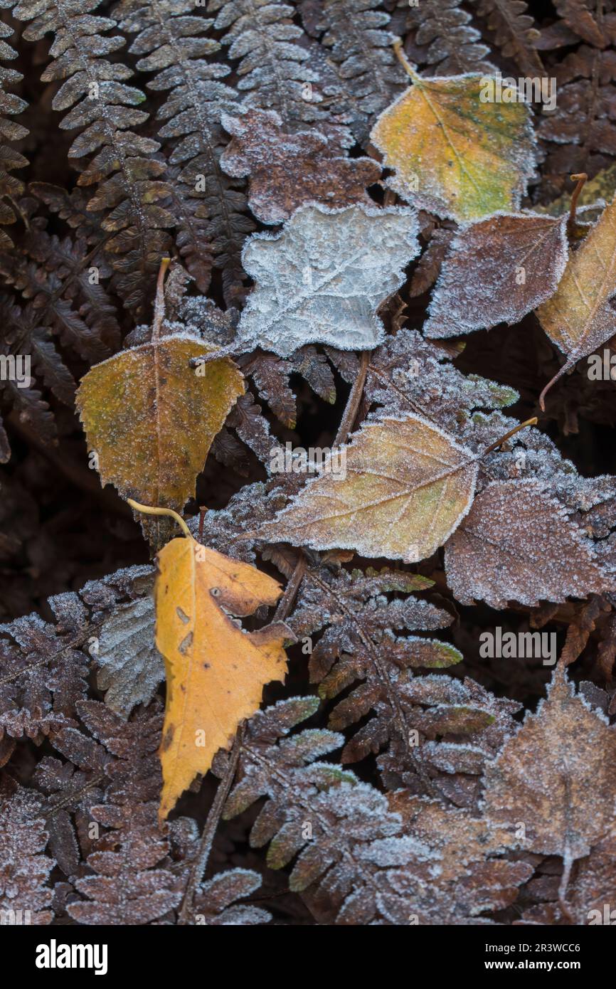 Yellow orange fern leaves hi-res stock photography and images - Alamy