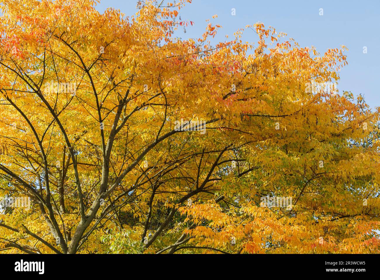 Decidious tree in autumn, Lower Saxony, Germany Stock Photo