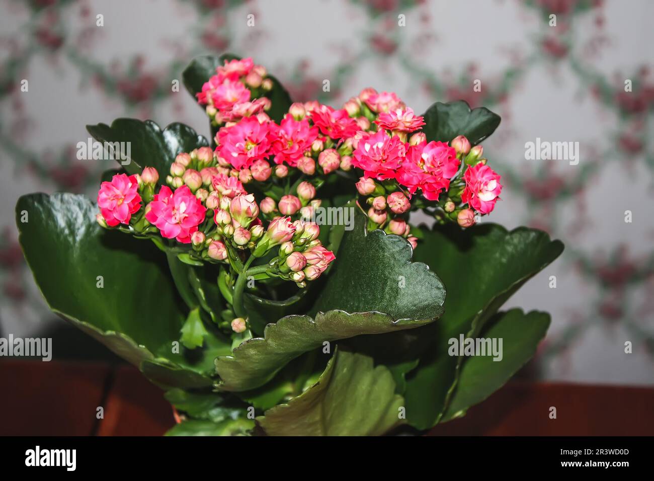 Chalanchoe Calandiva plant in bloom. House plants in floral pot Stock Photo