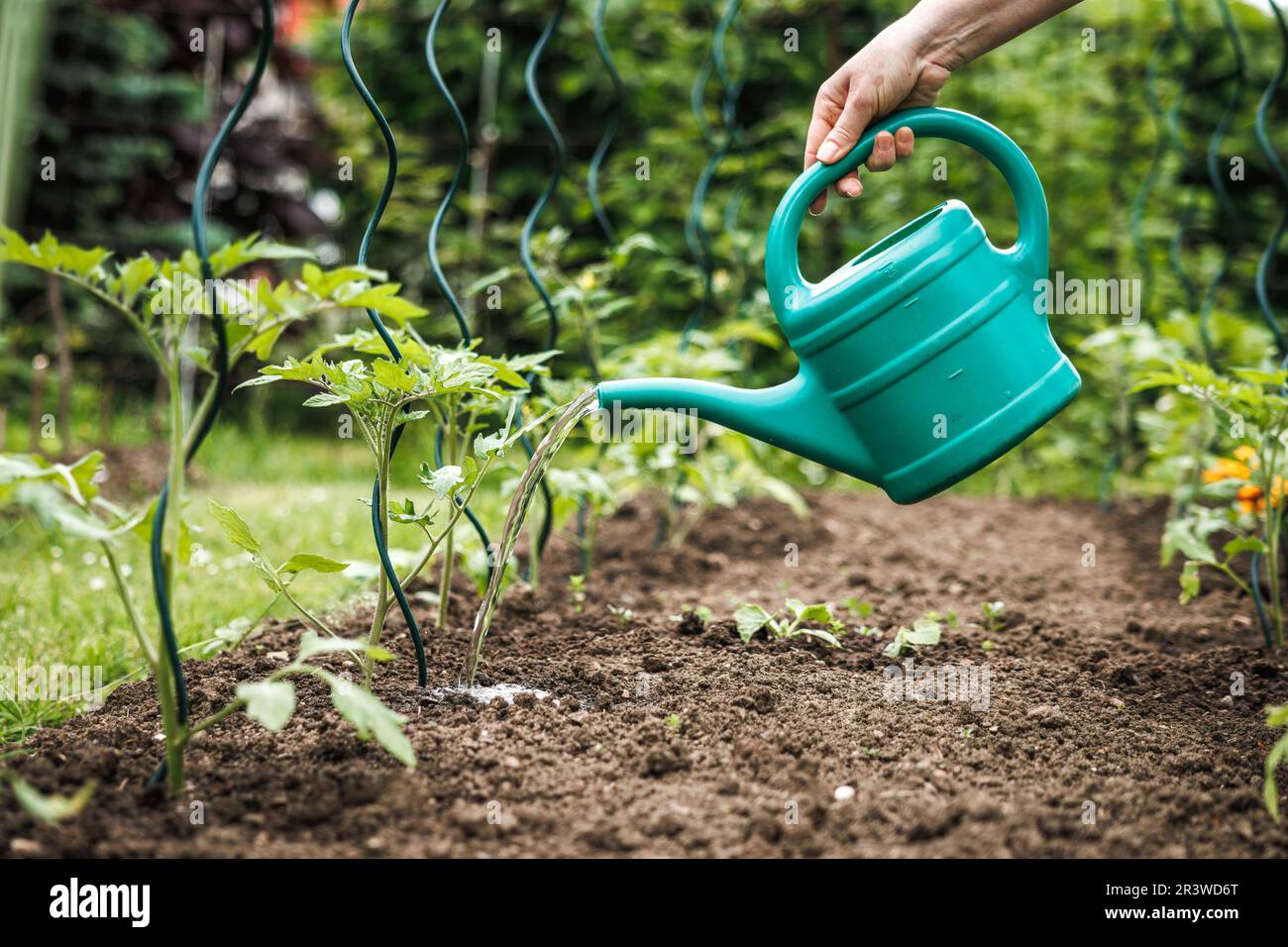 Watering tomato plant in vegetable garden. Organic gardening Stock Photo