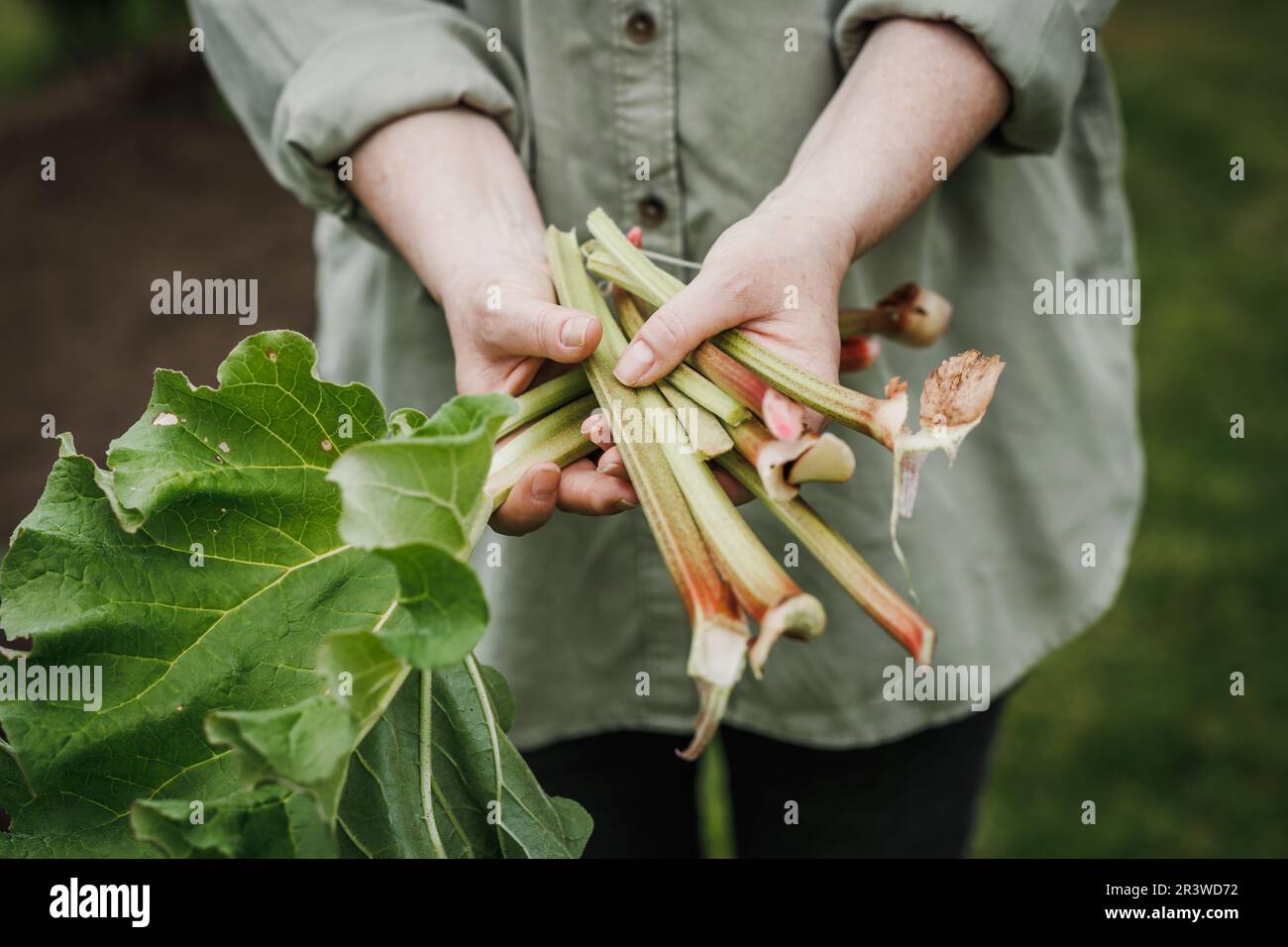 Rhubarb harvesting in organic garden. Woman holding rhubarb stalk in her hands Stock Photo