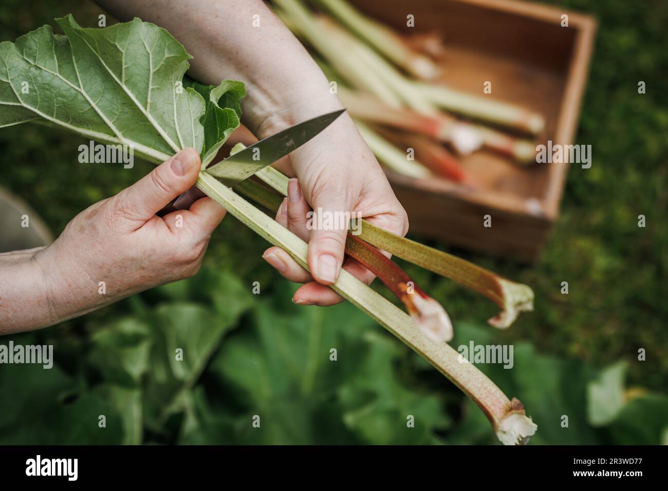 Rhubarb harvest in organic garden. Farmers hand cutting rhubarb stalk with knife Stock Photo