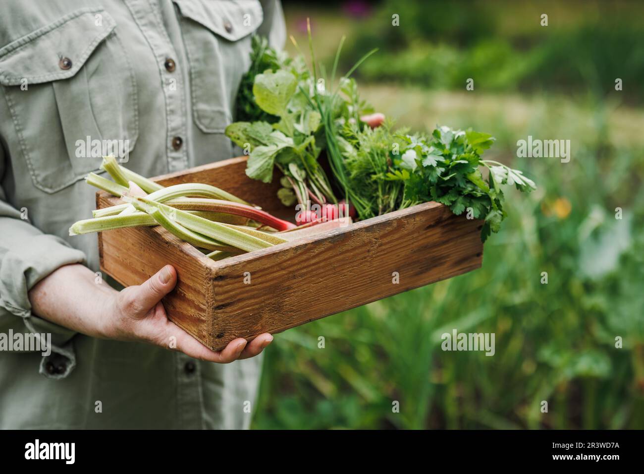 Woman freshly picked vegetable from garden. Harvest in organic farm. Farmer holding wooden crate with rhubarb, radish and parsley leaves Stock Photo