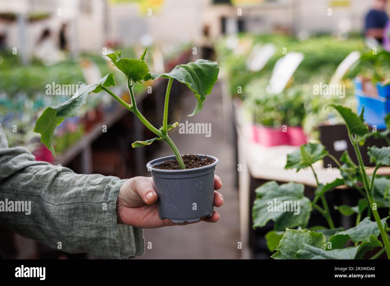 Cucumber seedling in hand. Woman shopping vegetable plant in garden center Stock Photo