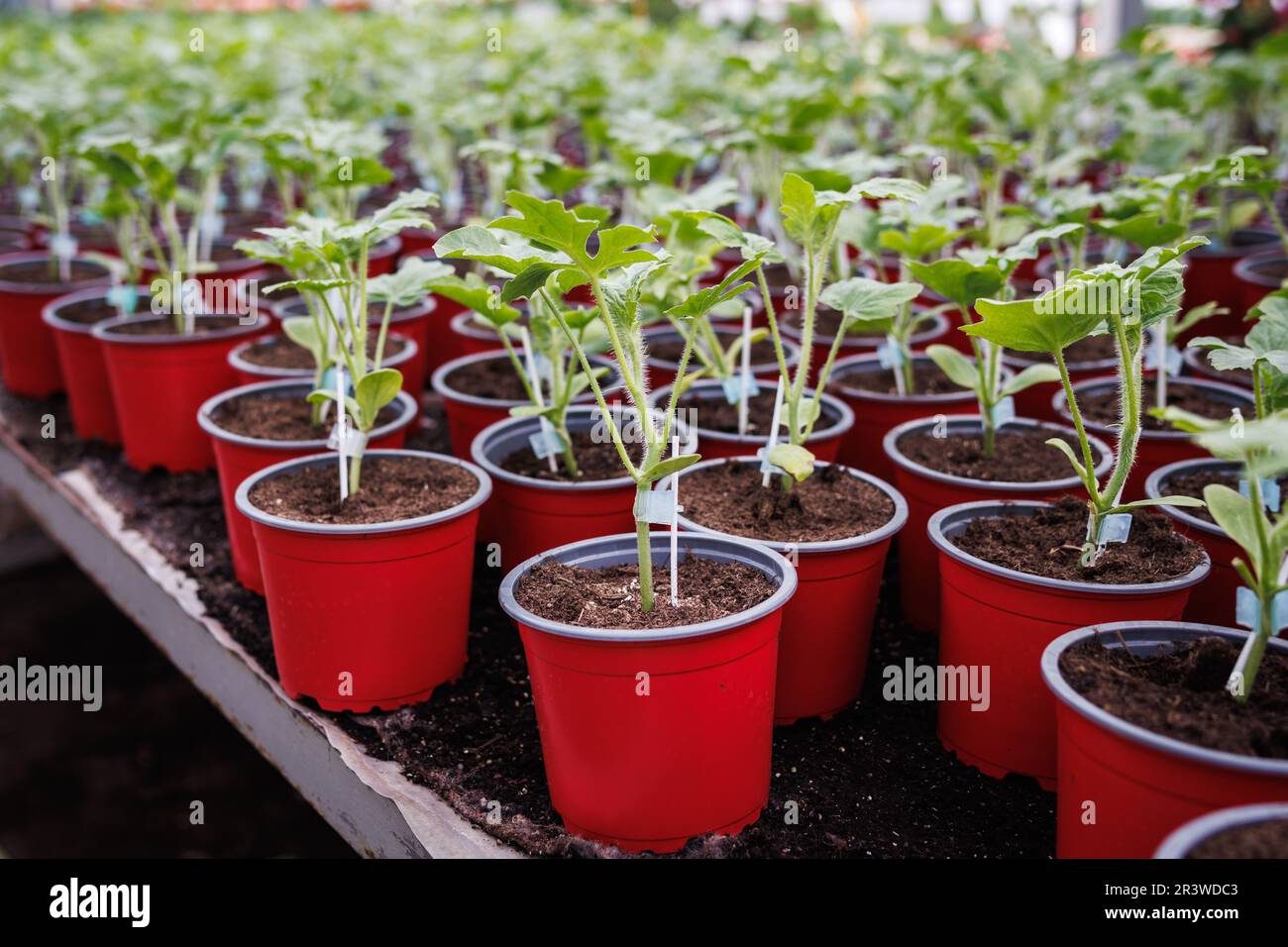 Watermelon seedling. Potted plants in flower pot at greenhouse. Gardening at plant nursery Stock Photo