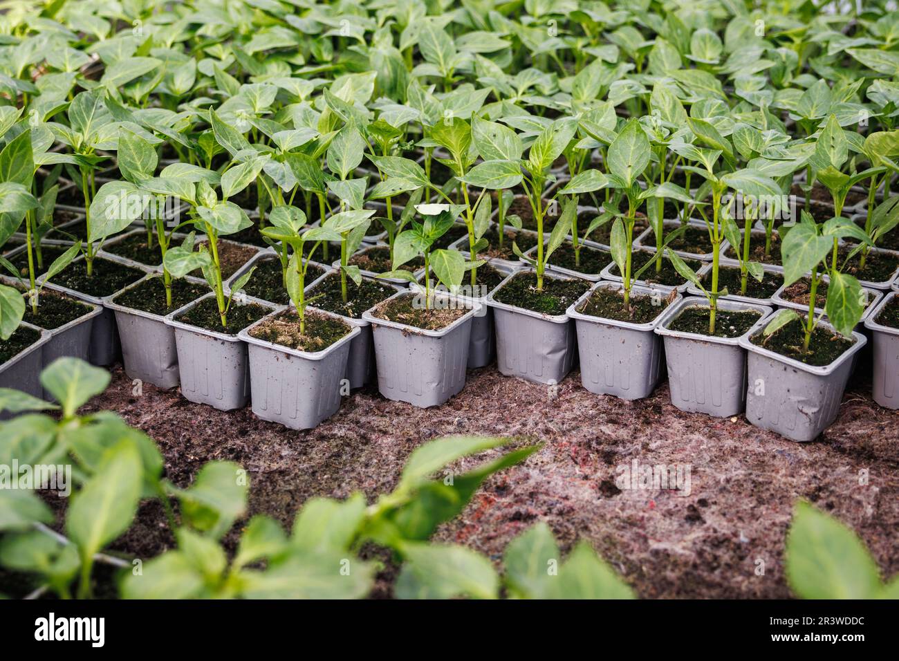 Pepper seedling. Potted vegetable plants in flower pot at greenhouse. Gardening at plant nursery Stock Photo