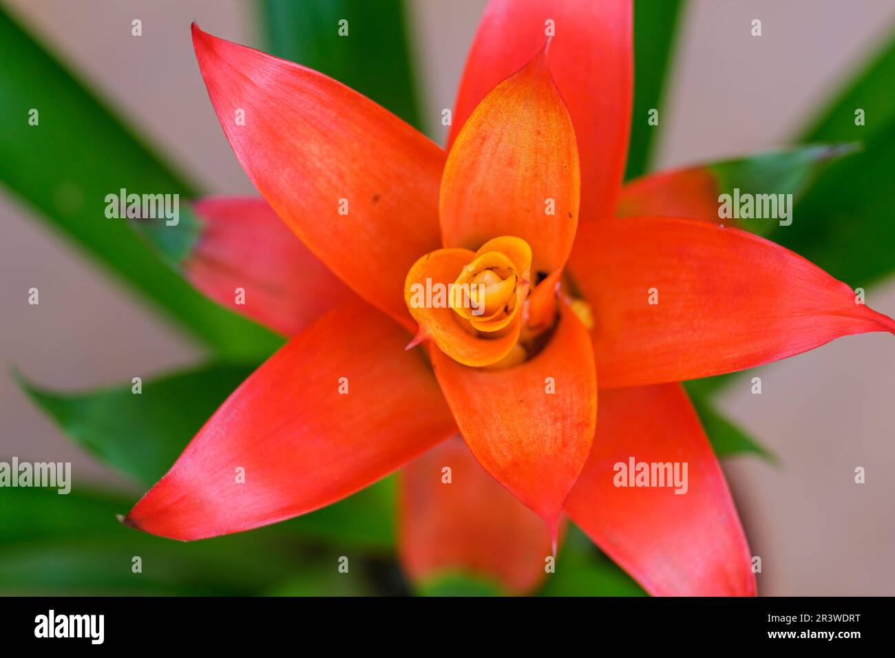 Bromeliad flower Stock Photo