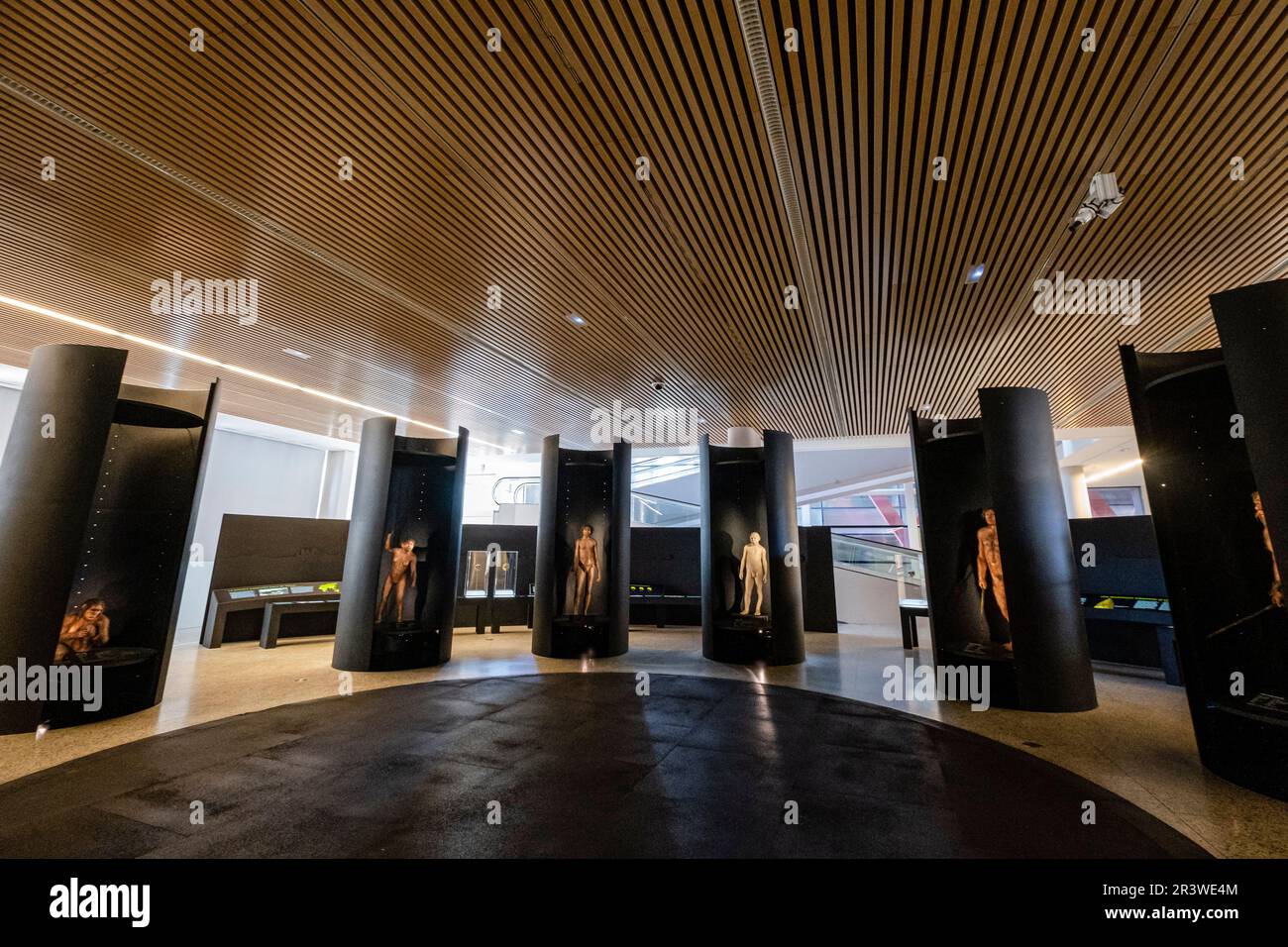 Museo de la evoluciÃ³n humana Stock Photo Alamy