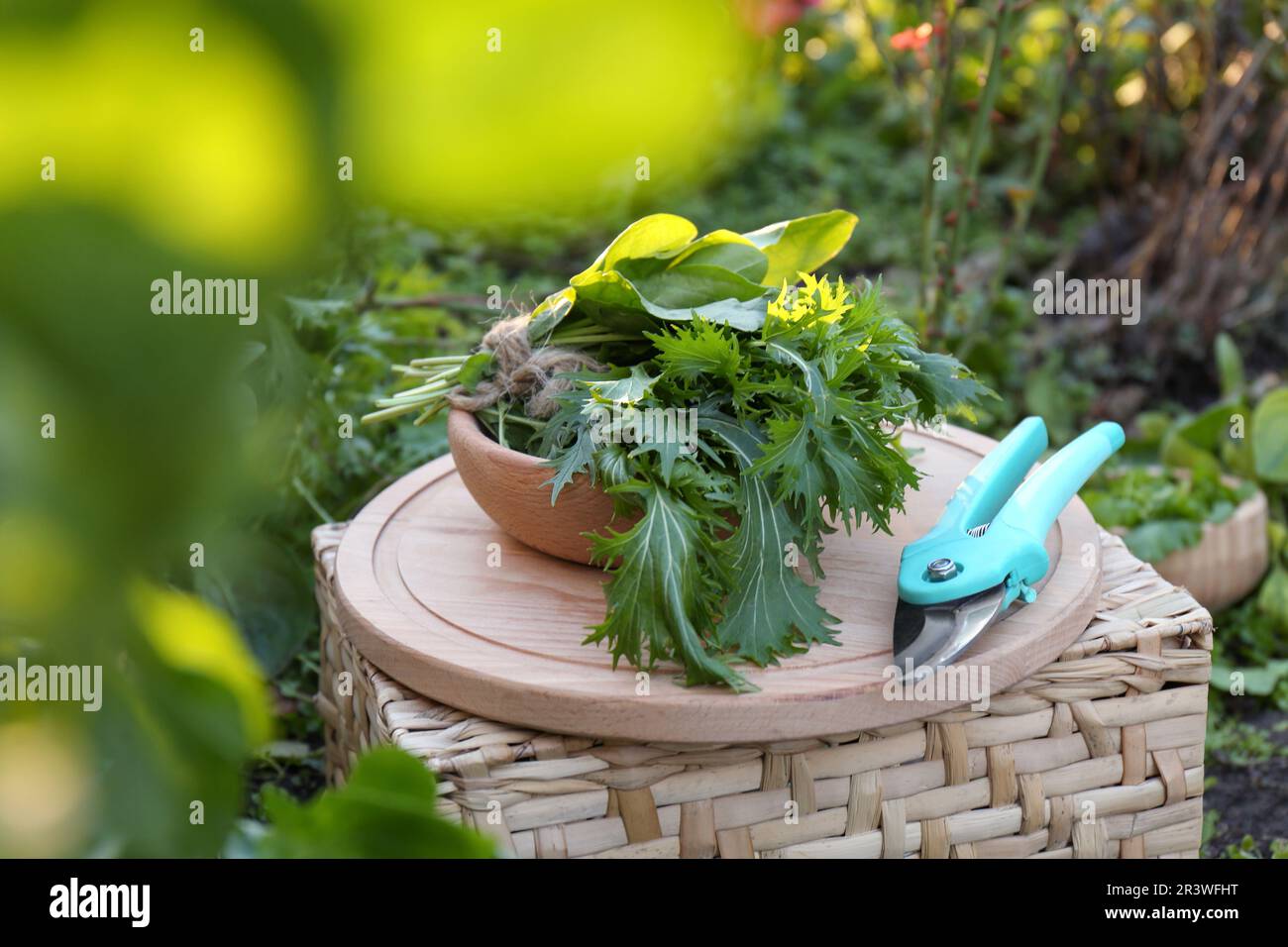 Wooden board with fresh green herbs and pruner on wicker basket outdoors Stock Photo